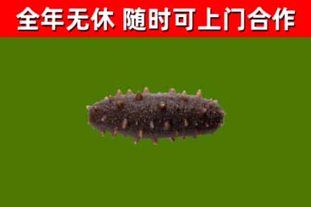 桑珠孜回收海参干